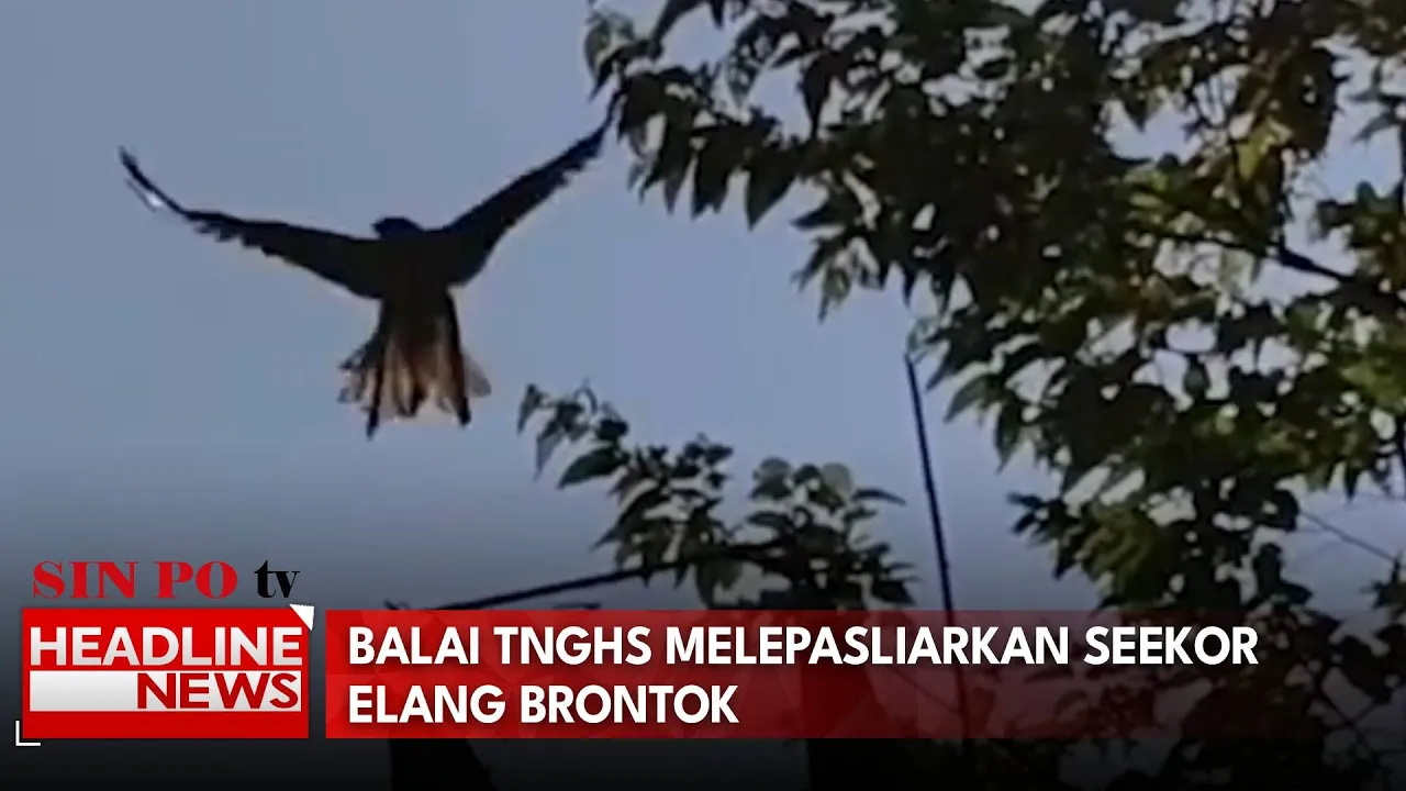 Balai TNGHS Melepasliarkan Seekor Elang Brontok