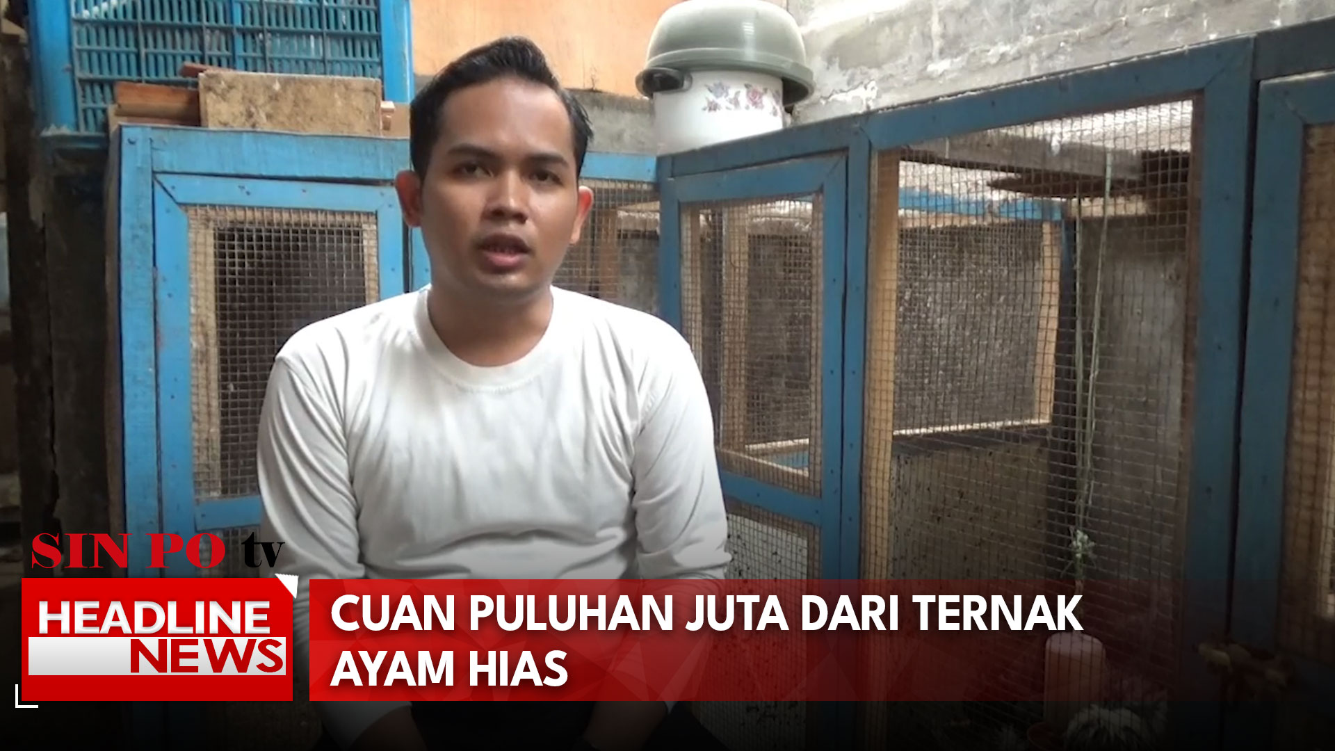 Cuan Puluhan Juta dari Ternak Ayam Hias
