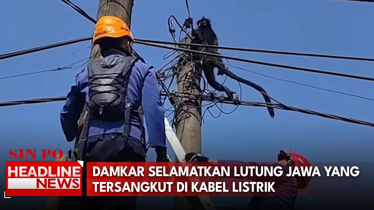 Damkar Selamatkan Lutung Jawa Yang Tersangkut Di Kabel Listrik