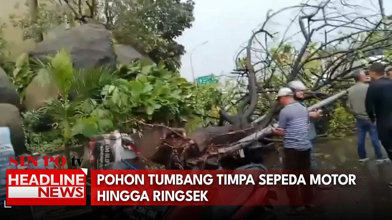 Pohon Tumbang Timpa Sepeda Motor hingga Ringsek
