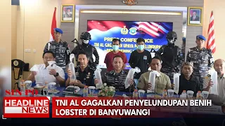TNI AL Gagalkan Penyelundupan Benih Lobster Di Banyuwangi