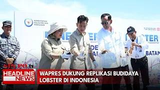 Wapres Dukung Replikasi Budidaya Lobster Di Indonesia