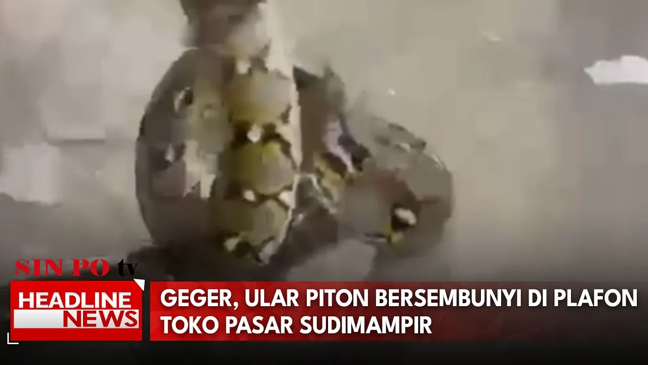 Geger, Ular Piton Bersembunyi Di Plafon Toko Pasar Sudimampir