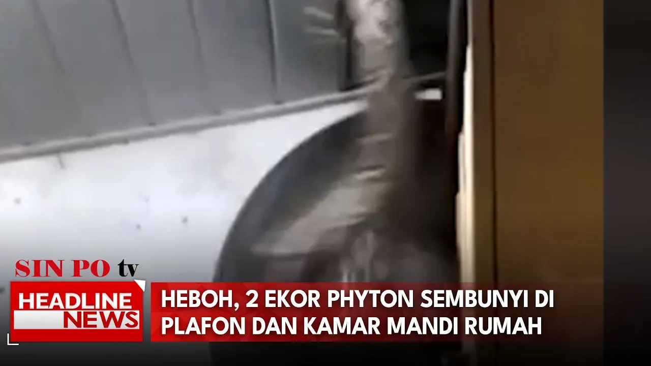 Heboh, 2 Ekor Phyton Sembunyi Di Plafon Dan Kamar Mandi Rumah