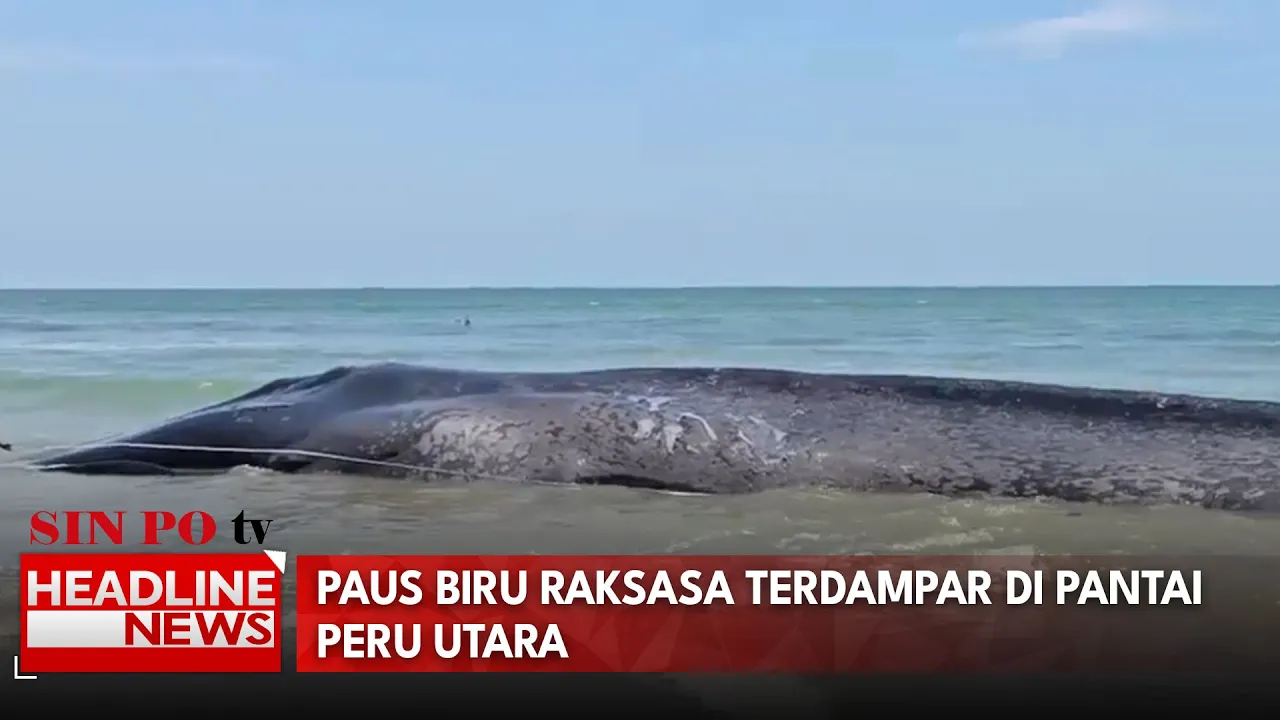 Paus Biru Raksasa Terdampar Di Pantai Peru Utara