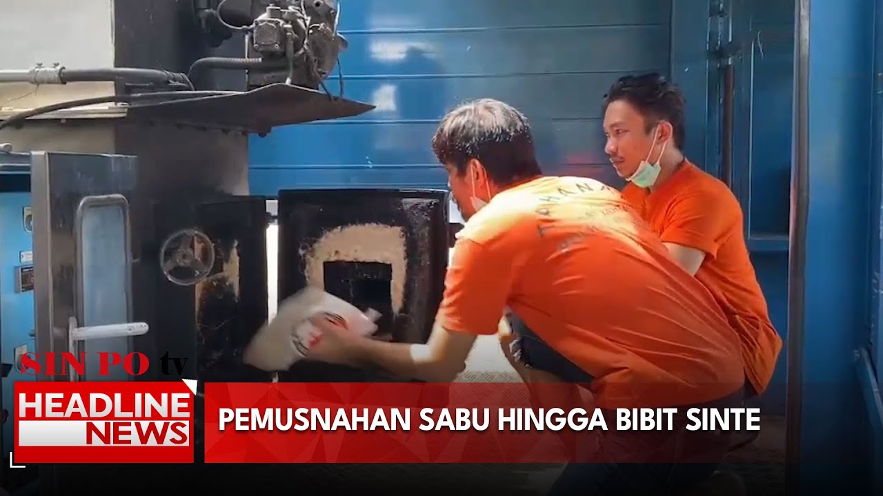 Pemusnahan Sabu Hingga Bibit Sinte