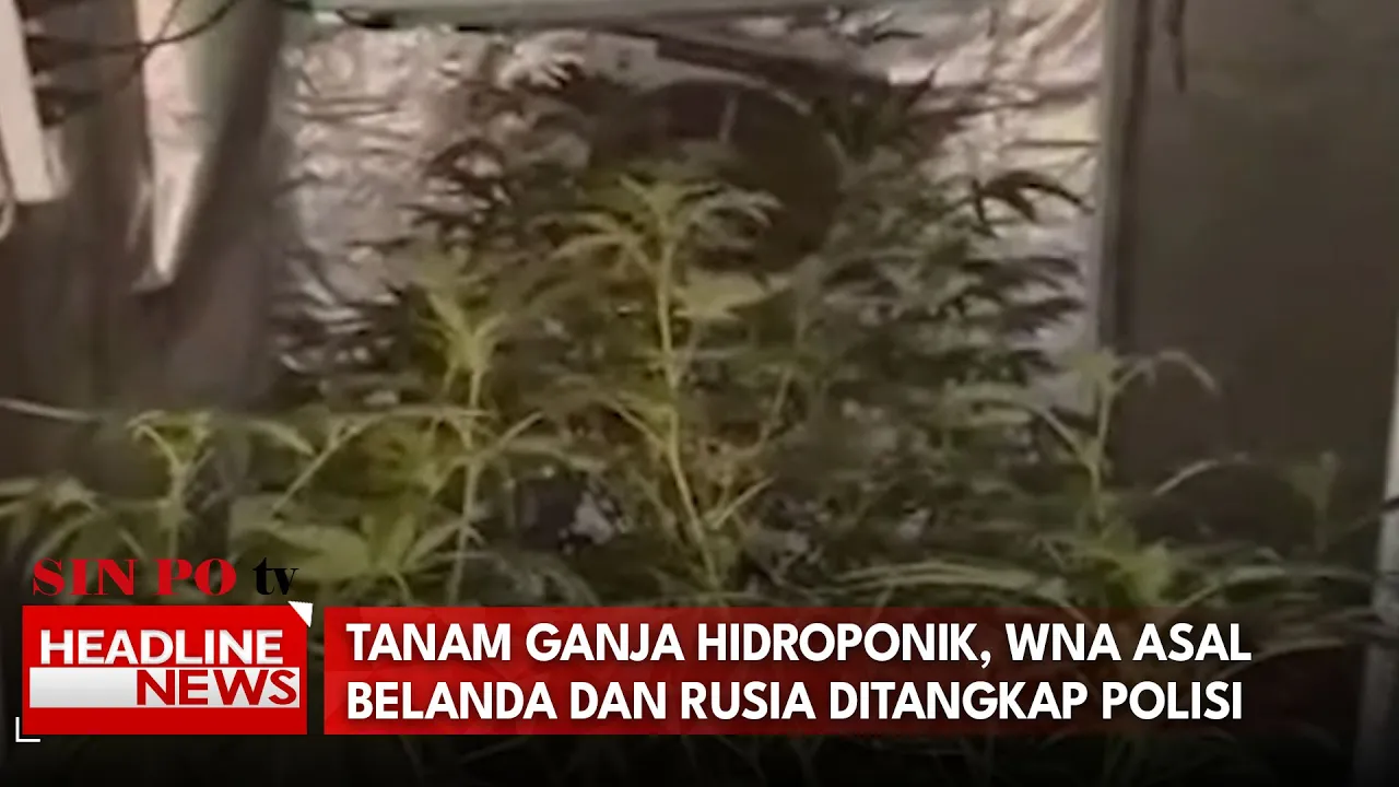 Tanam Ganja Hidroponik, WNA Asal Belanda Dan Rusia Ditangkap Polisi