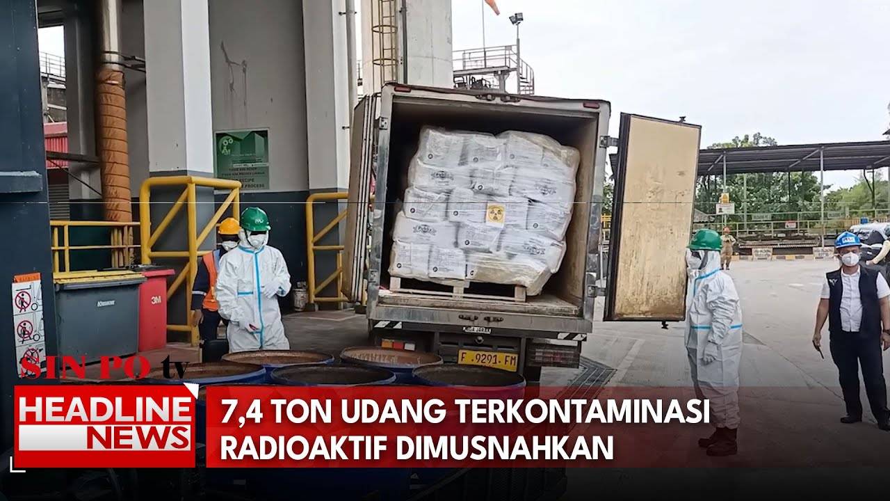 7,4 Ton Udang Terkontaminasi Radioaktif Dimusnahkan