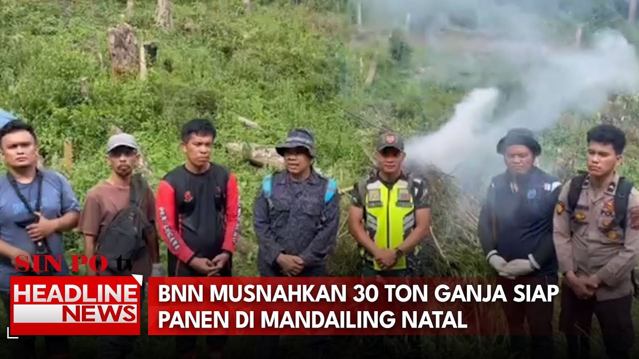 BNN Musnahkan 30 Ton Ganja Siap Panen di Mandailing Natal