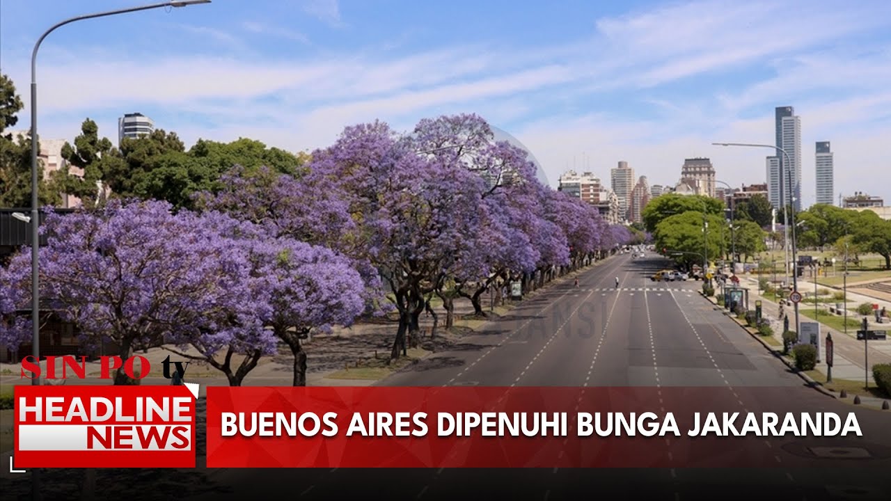 Buenos Aires Dipenuhi Bunga Jakaranda