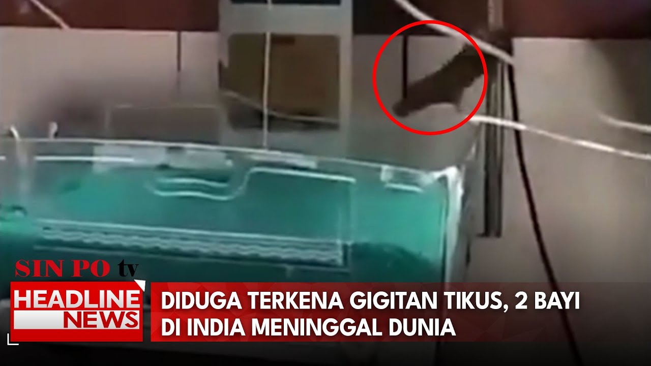 Diduga Terkena Gigitan Tikus, 2 Bayi Di India Meninggal Dunia