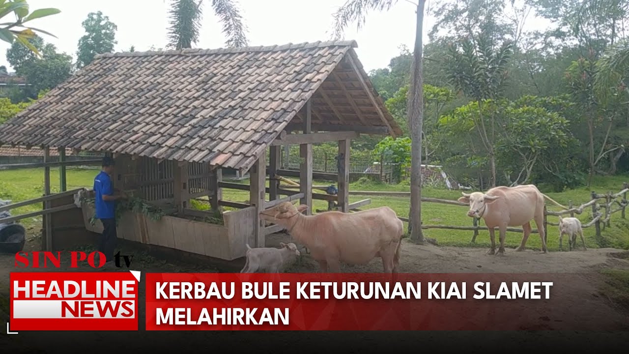 Kerbau Bule Keturunan Kiai Slamet Melahirkan