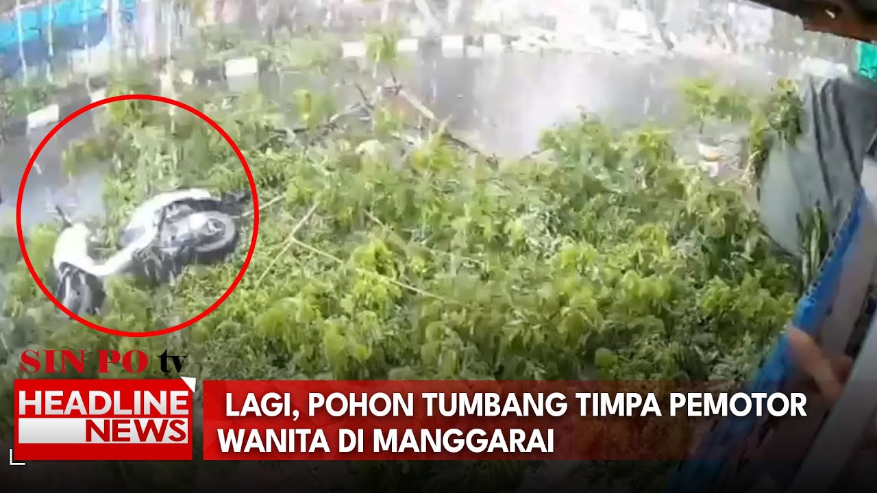 Lagi, Pohon Tumbang Timpa Pemotor Wanita Di Manggarai