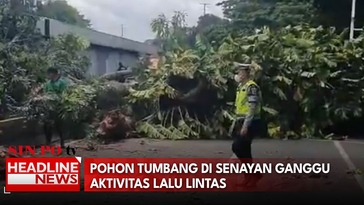 Pohon Tumbang di Senayan Ganggu Aktivitas Lalu Lintas