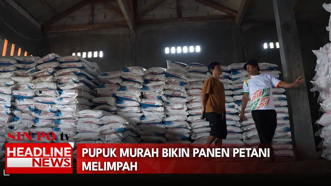 Pupuk Murah Bikin Panen Petani Melimpah