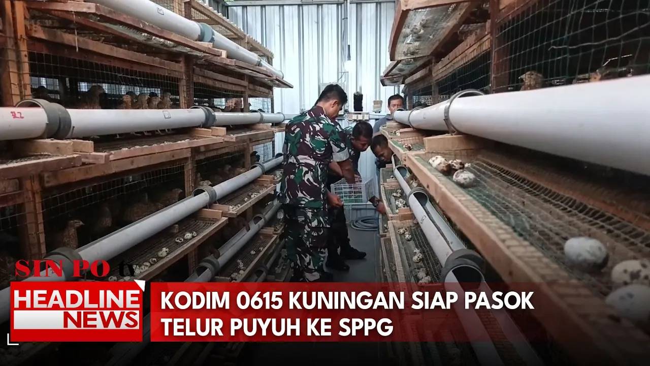 Sudah Berjalan 1 Tahun, Kodim 0615 Kuningan Siap Pasok Telur Puyuh Ke SPPG