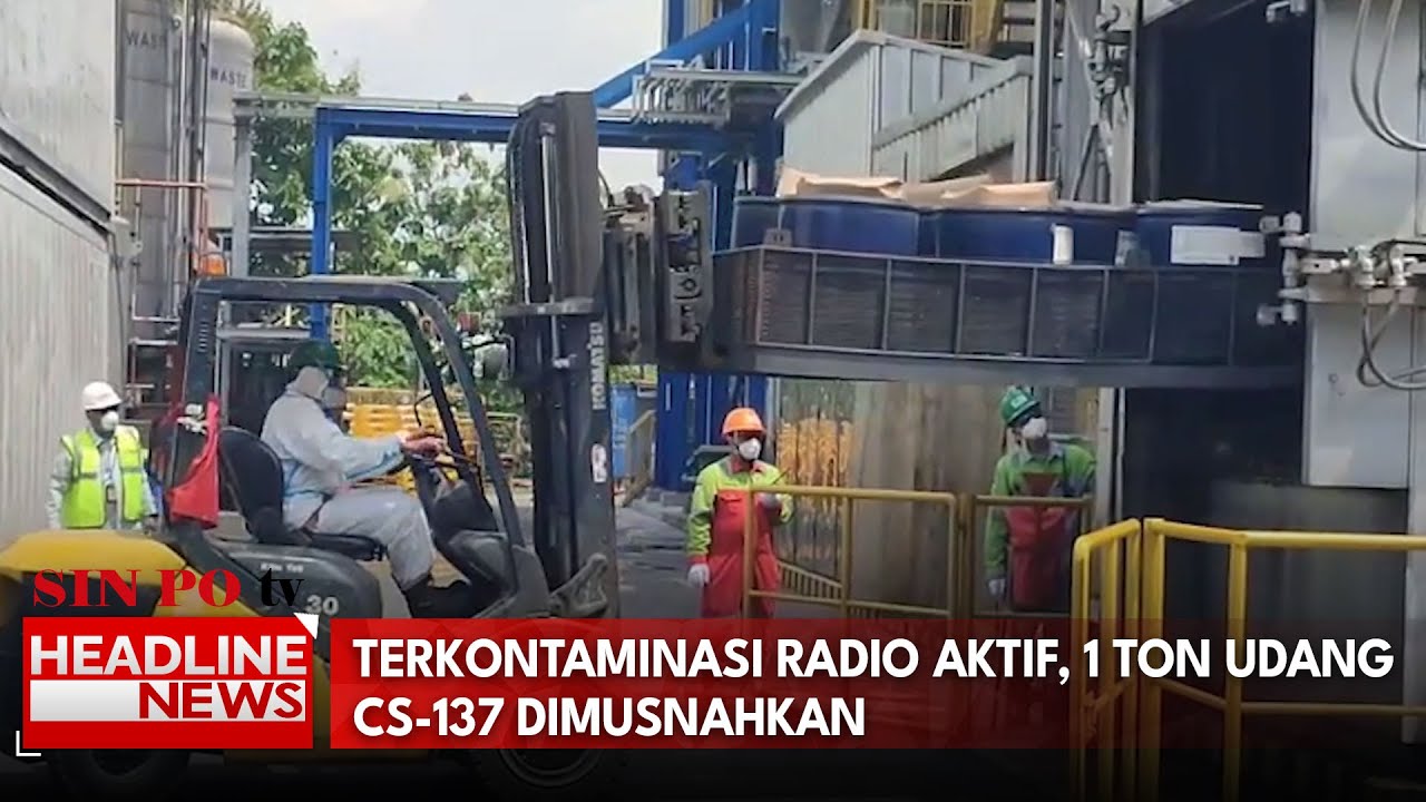 Terkontaminasi Radio Aktif, 1 Ton Udang CS-137 Dimusnahkan