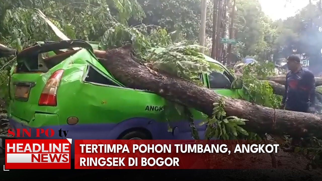 Tertimpa Pohon Tumbang, Angkot Ringsek di Bogor