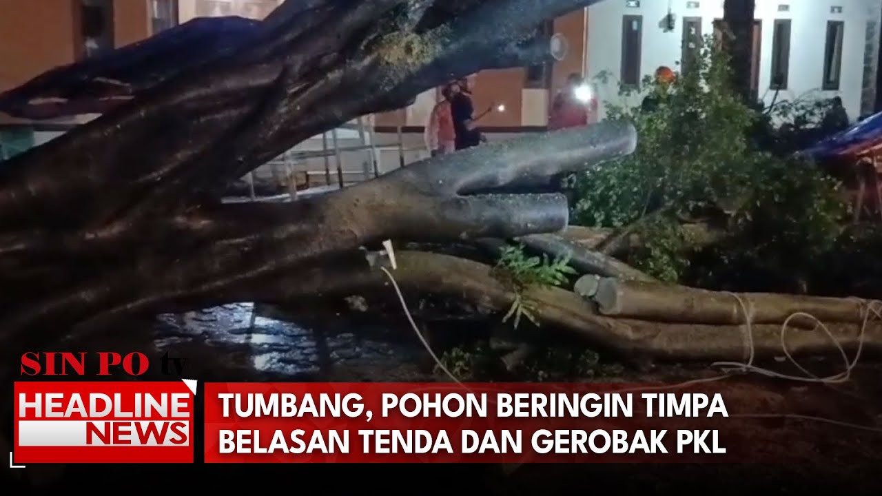 Tumbang, Pohon Beringin Timpa Belasan Tenda dan Gerobak PKL