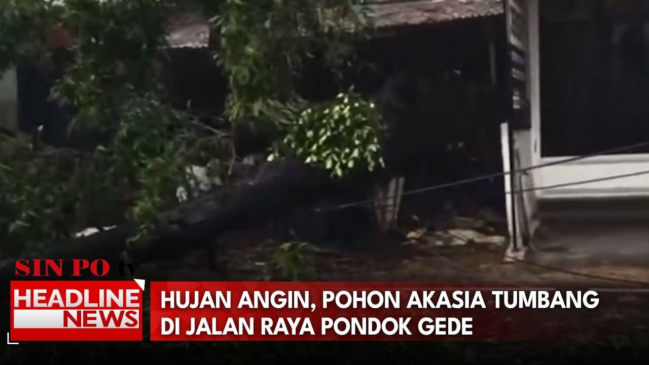 Hujan Angin, Pohon Akasia Tumbang di Jalan Raya Pondok Gede