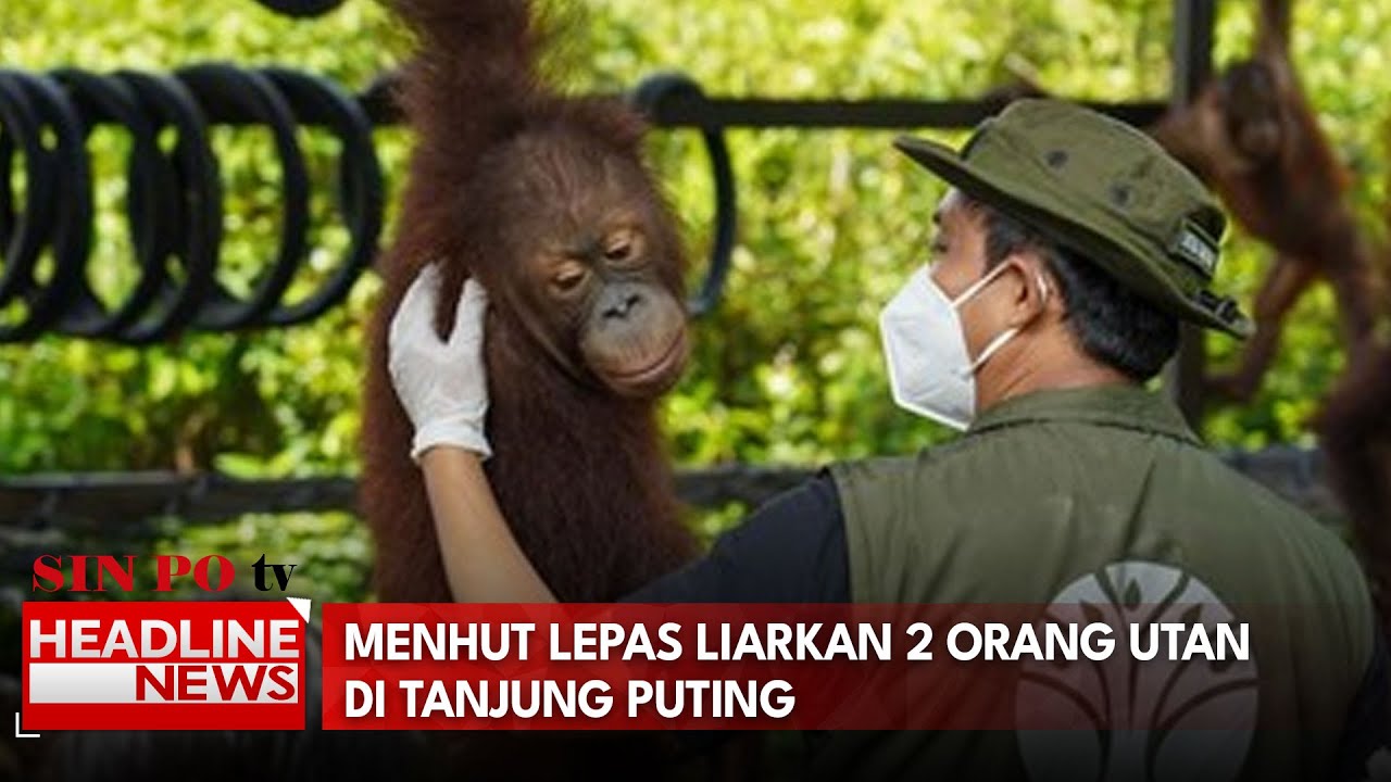 Menhut Lepas Liarkan 2 Orang Utan Di Tanjung Puting
