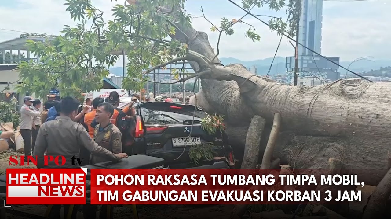Pohon Raksasa Tumbang Timpa Mobil, Tim Gabungan Evakuasi Korban 3 Jam