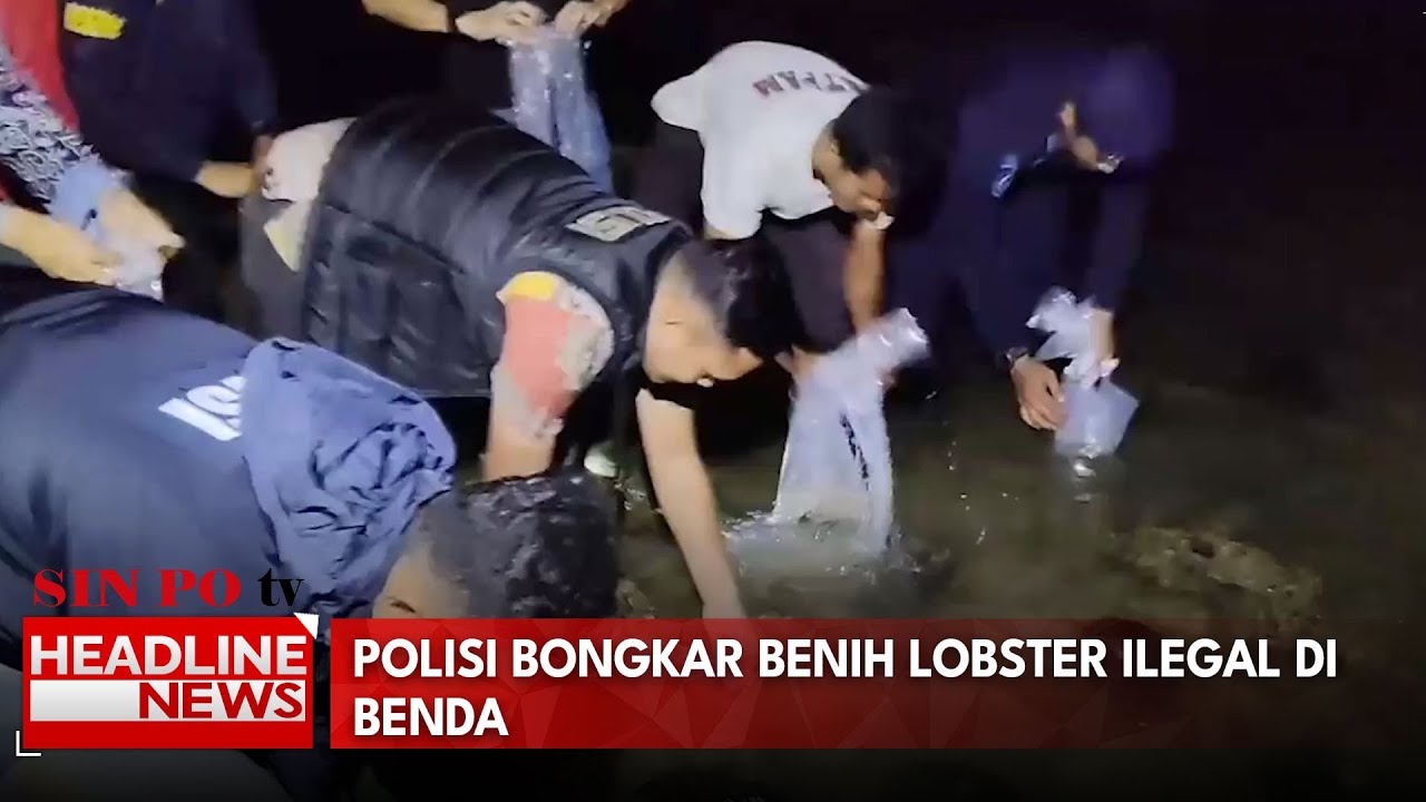 Polisi Bongkar Benih Lobster Ilegal Di Benda