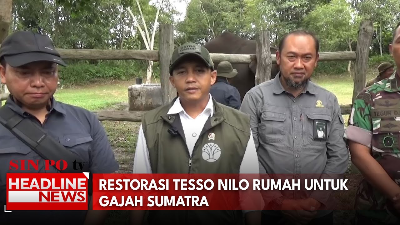 Restorasi Tesso Nilo Rumah Untuk Gajah Sumatra