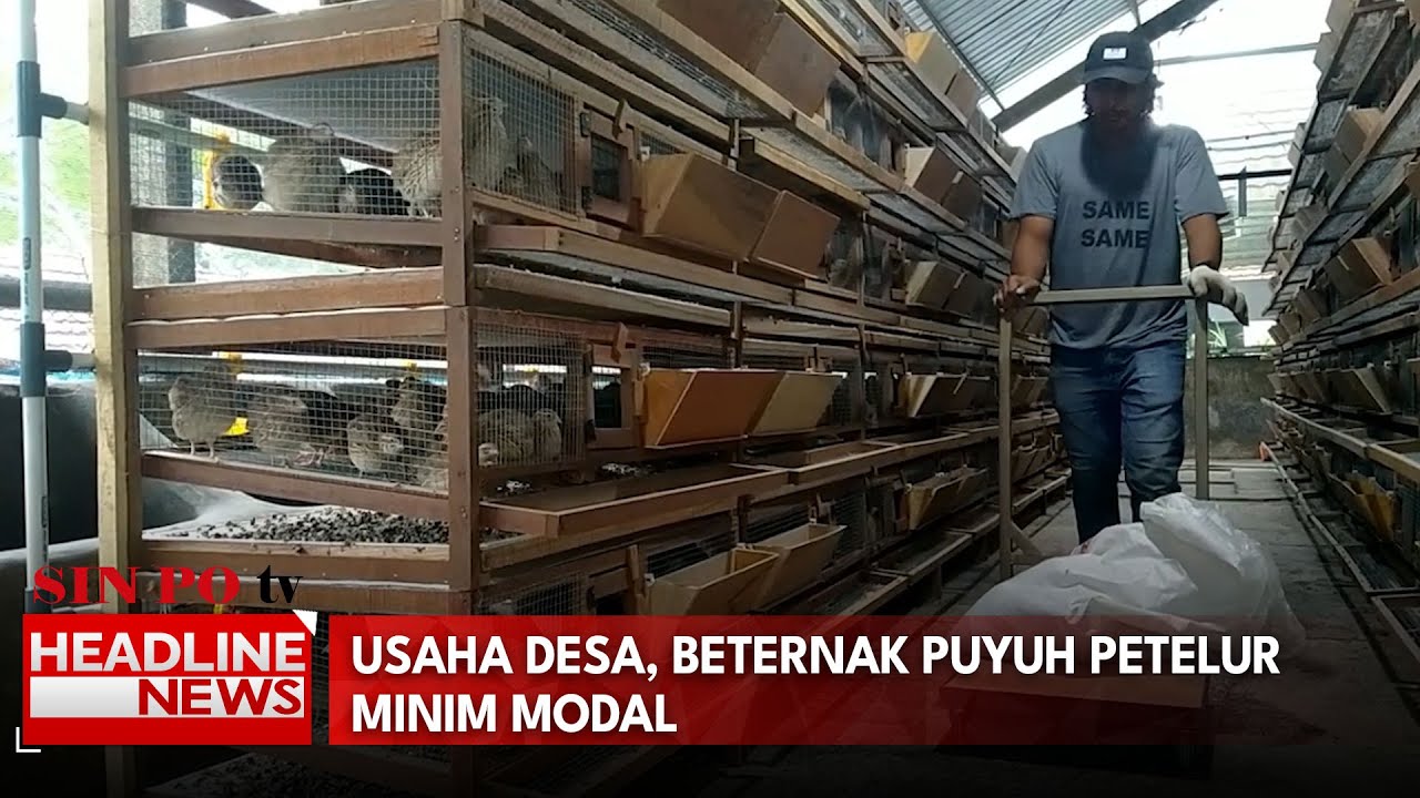 Usaha Desa, Beternak Puyuh Petelur Minim Modal