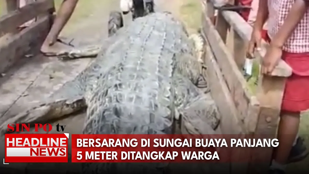 Bersarang Di Sungai Buaya Panjang 5  Meter Ditangkap Warga
