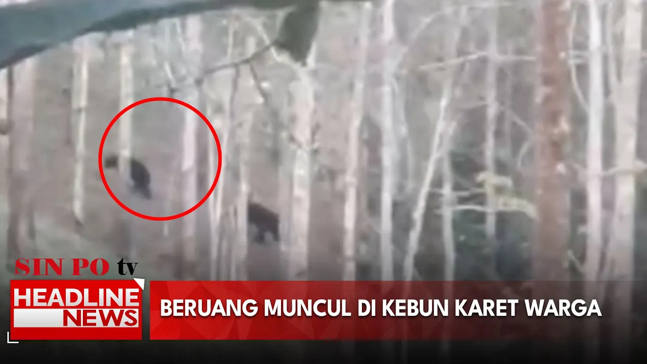Beruang Muncul Di Kebun Karet Warga