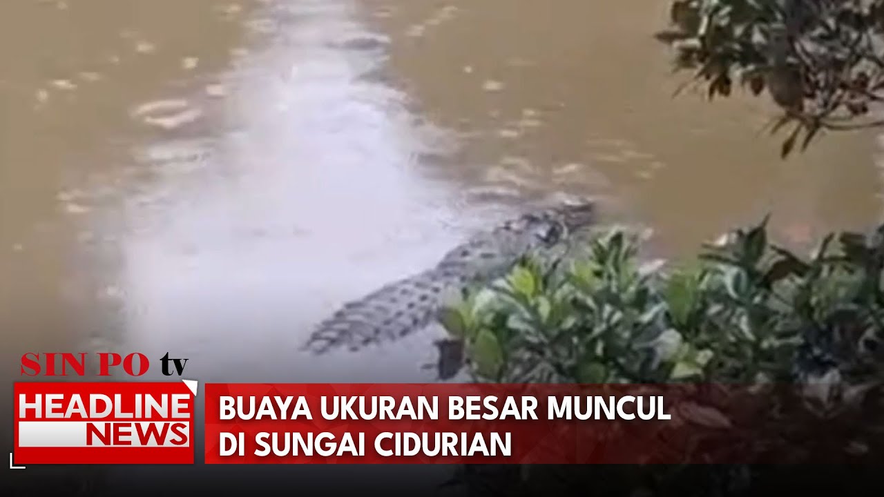 Buaya Ukuran Besar Muncul Di Sungai Cidurian