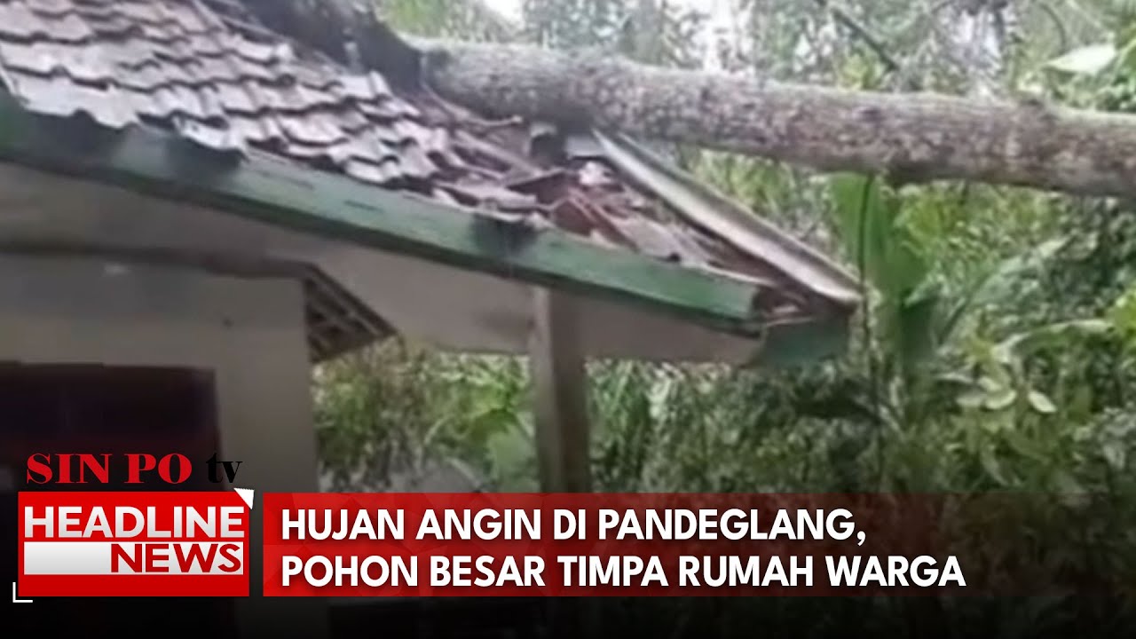 Hujan Angin Di Pandeglang, Pohon Besar Timpa Rumah Warga