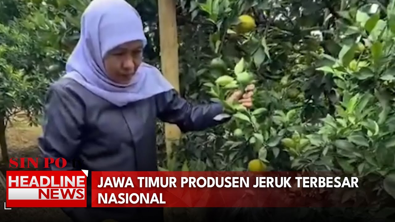 Jawa Timur Produsen Jeruk Terbesar Nasional