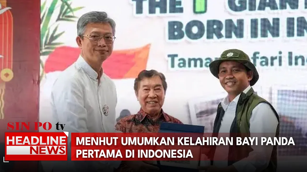 Menhut Umumkan Kelahiran Bayi Panda Pertama Di Indonesia