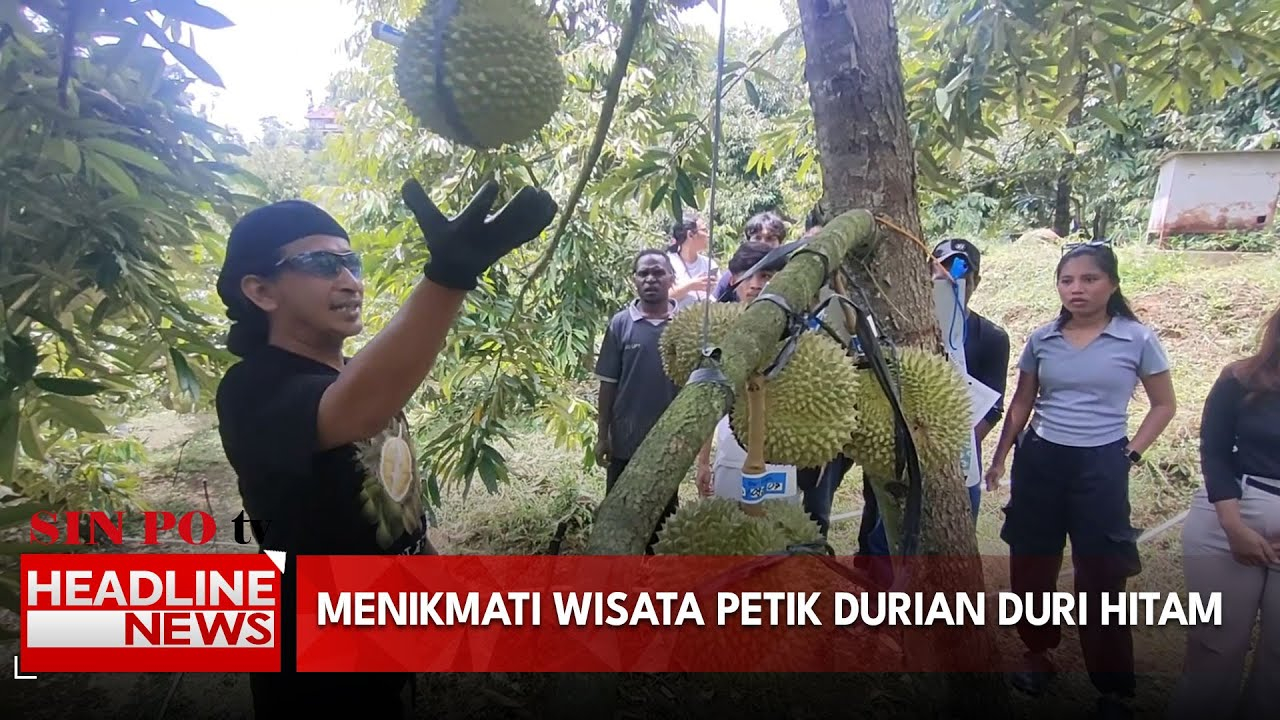 Menikmati Wisata Petik Durian Duri Hitam