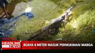 Meresahkan Buaya 4 Meter Masuk Permukiman Berhasil Ditangkap Warga Pulau Buru
