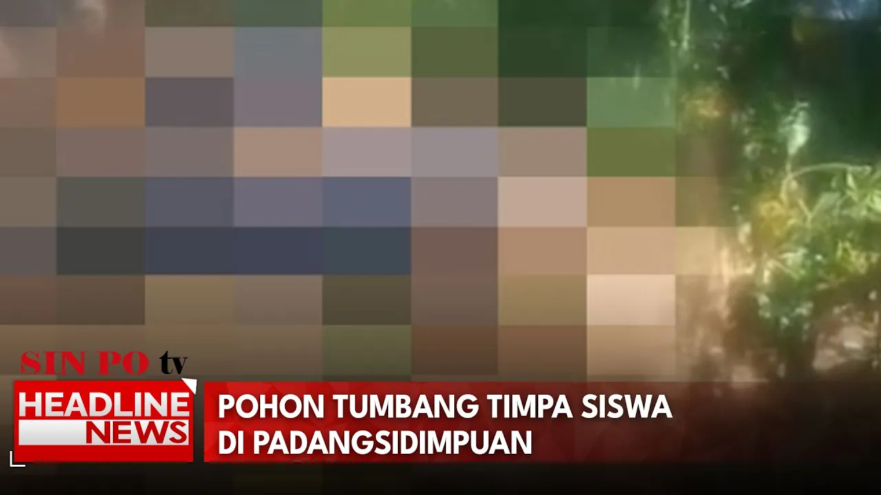 Pohon Tumbang Timpa Siswa Di Padangsidimpuan