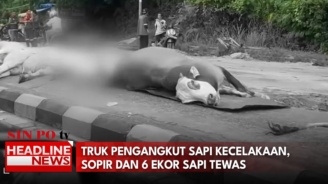 Truk Pengangkut Sapi Kecelakaan, Sopir Dan 6 Ekor Sapi Tewas