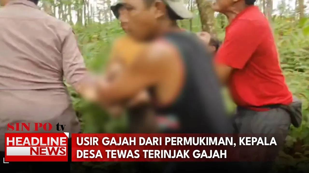 Usir Gajah Dari Permukiman, Kepala Desa Tewas Terinjak Gajah