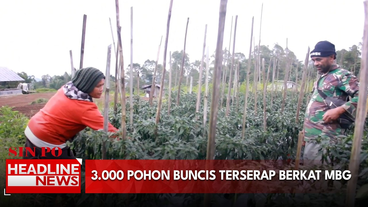3.000 Pohon Buncis Terserap Berkat MBG