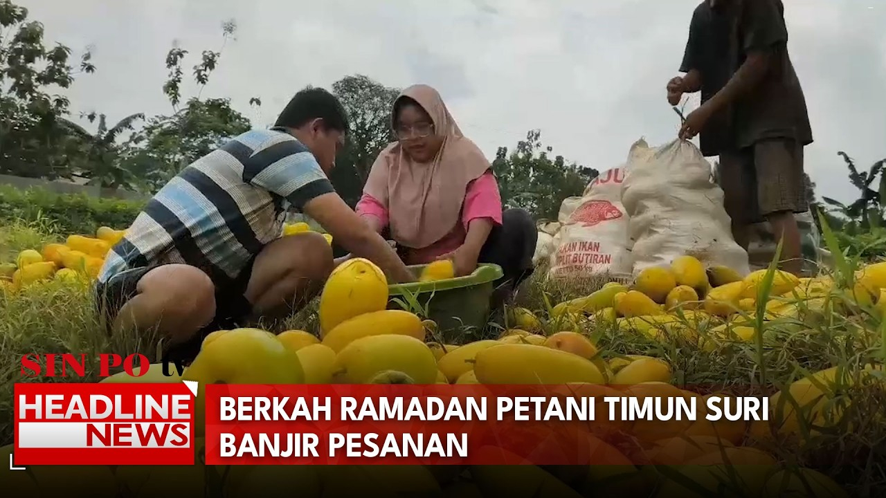 Berkah Ramadan Petani Timun Suri Banjir Pesanan