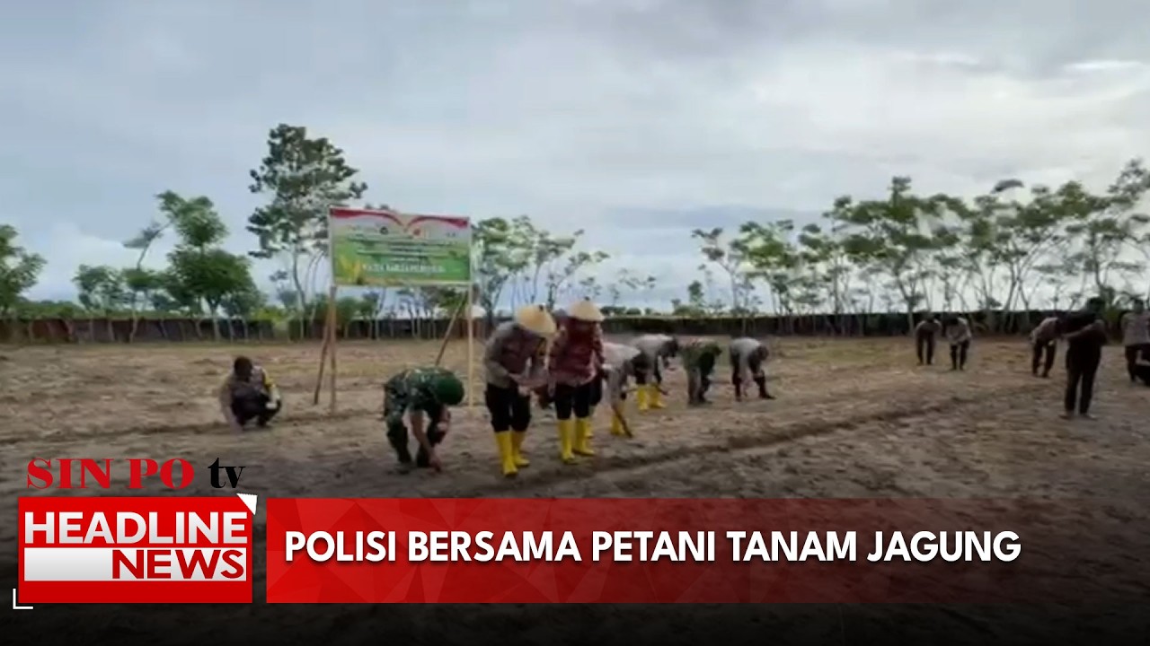 Dukung Ketahanan Pangan Nasional Polisi Dan Petani Tanam Jagung Di Pulau Buru