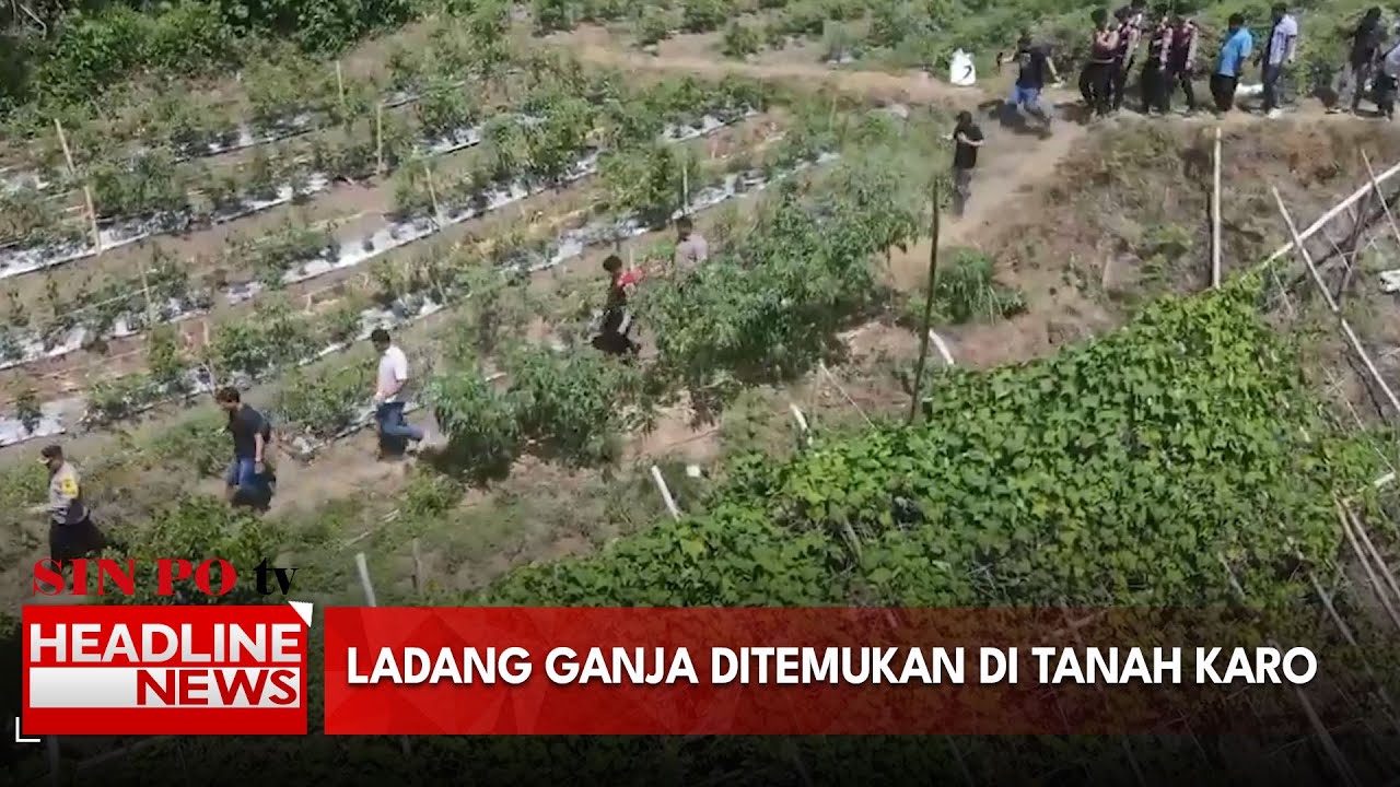 Ladang Ganja Ditemukan Di Tanah Karo