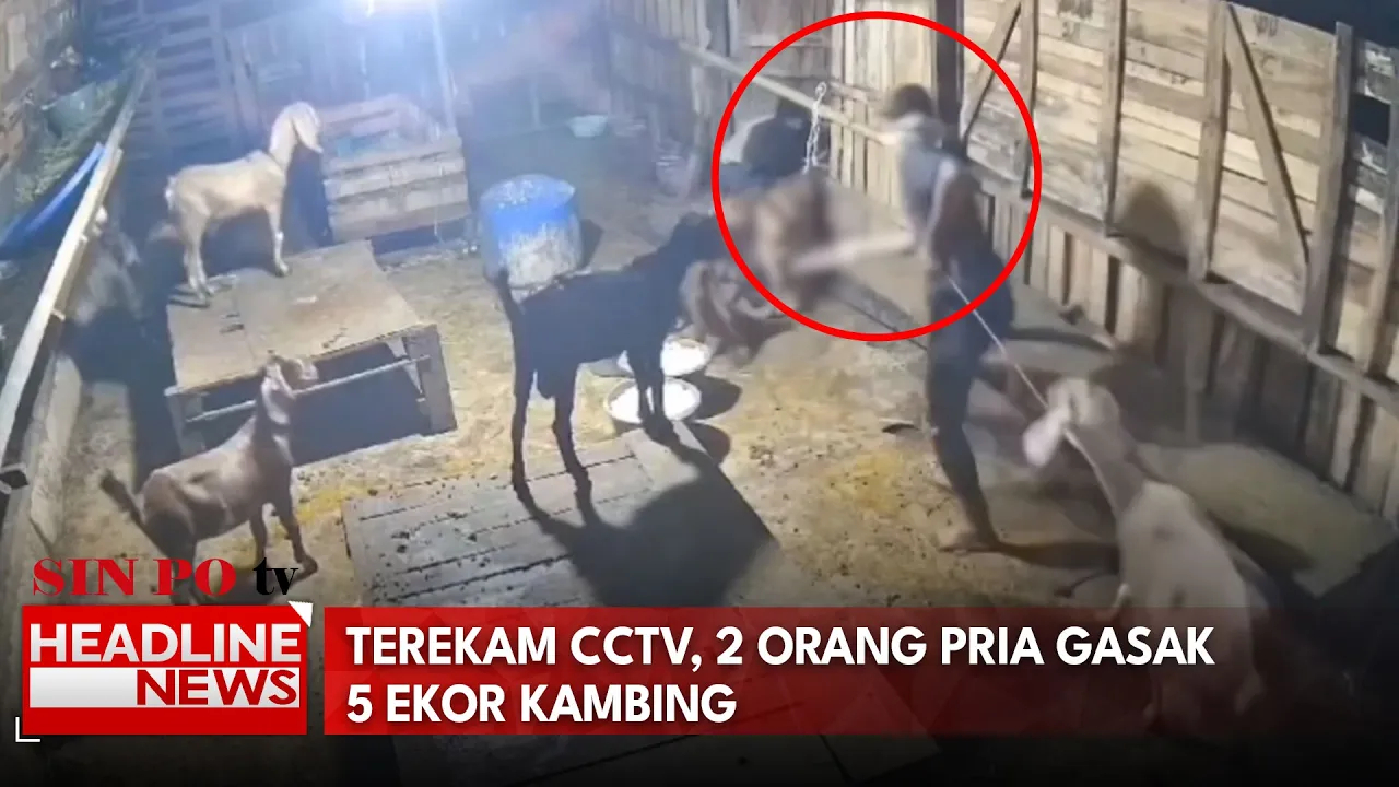 Terekam CCTV, 2 Orang Pria Gasak 5 Ekor Kambing