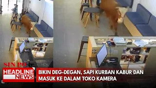 Bikin Deg-Degan, Sapi Kurban Kabur dan Masuk ke Dalam Toko Kamera