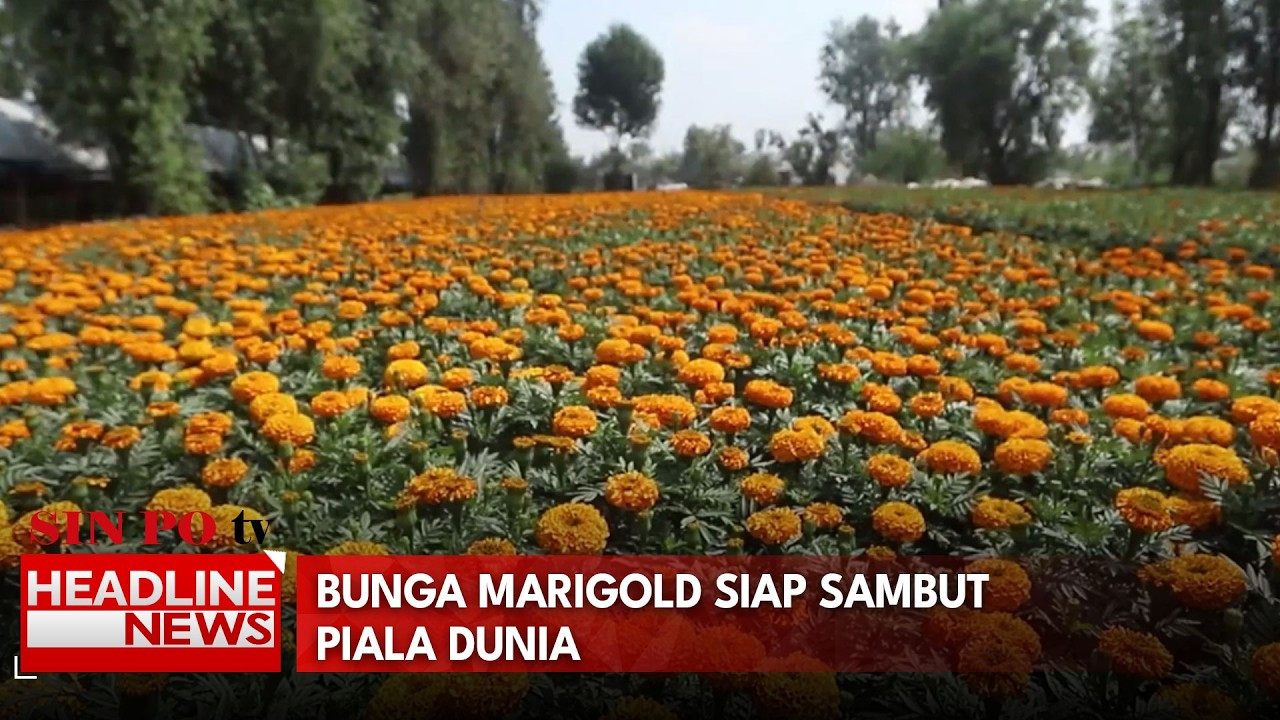 Bunga Marigold Siap Sambut Piala Dunia