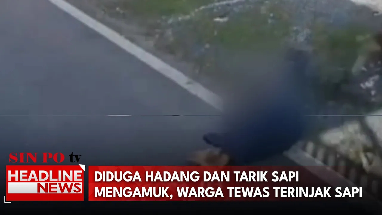 Diduga Hadang Dan Tarik Sapi Mengamuk, Warga Tewas Terinjak Sapi
