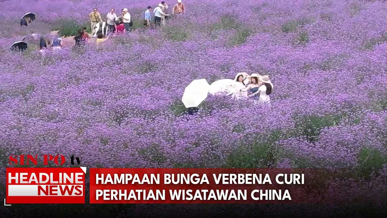 Hampaan Bunga Verbena Curi Perhatian Wisatawan China