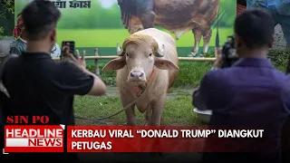 Kerbau Viral “Donald Trump” Diangkut Petugas